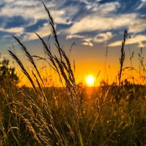 Agriculture, Wheat Field