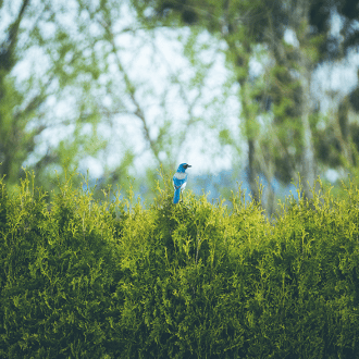 Blue Bird