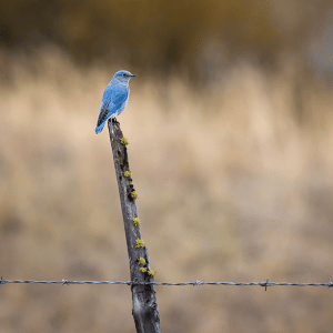 Bluebird