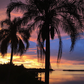 Florida Palm Trees