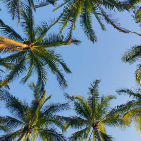 Florida Palm Trees