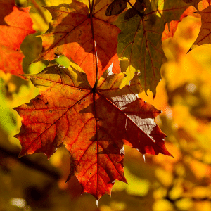 Maple Leaf