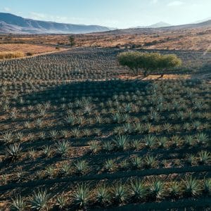 NM Fiber Network New Mexico