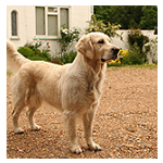 Image for Pet Tracking Forecast Calls for Over 2.8 Million Pets by 2021