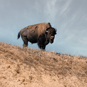 American Buffalo