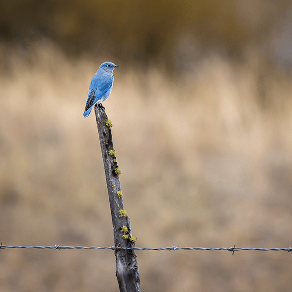 Bluebird