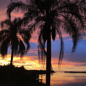 Florida Palm Trees