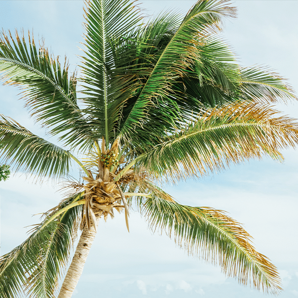 Florida Palm Tree