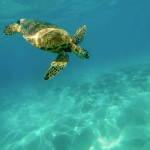 Hawaii