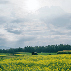 Rural Areas