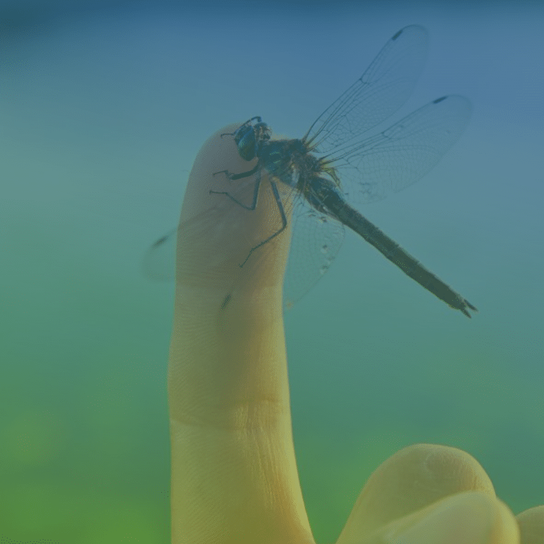 dragonfly