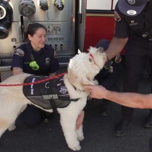 FirstNet Therapy Labrardoogle